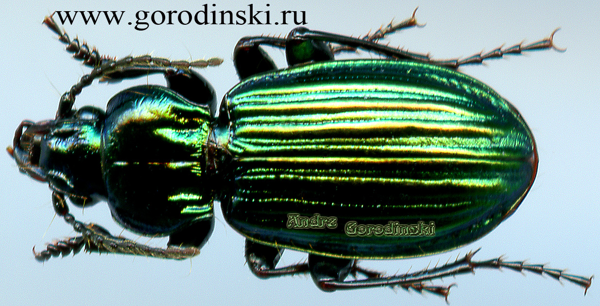 http://www.gorodinski.ru/carabidae/Aristochroa deqinensis.jpg